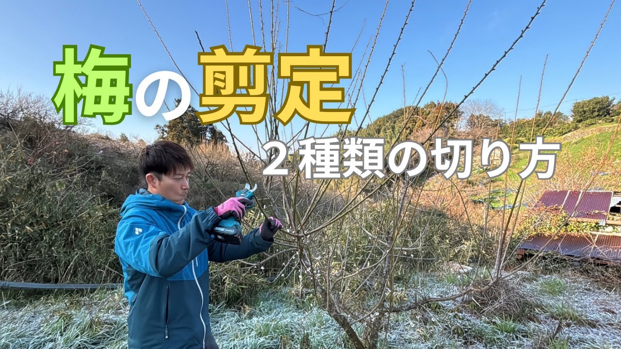 必ず知っておきたい！梅の剪定【2種類の切り方】