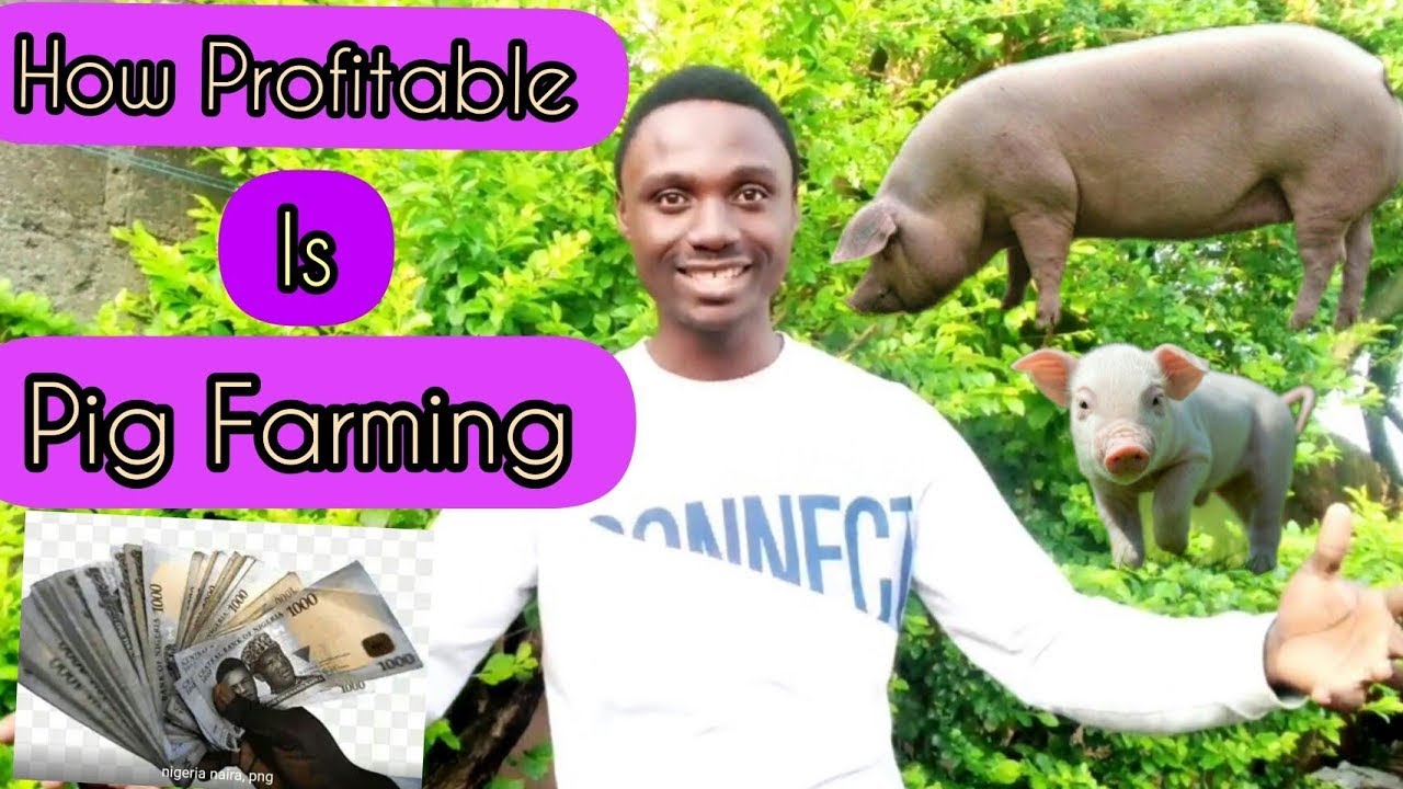 How profitable is pig farming?
