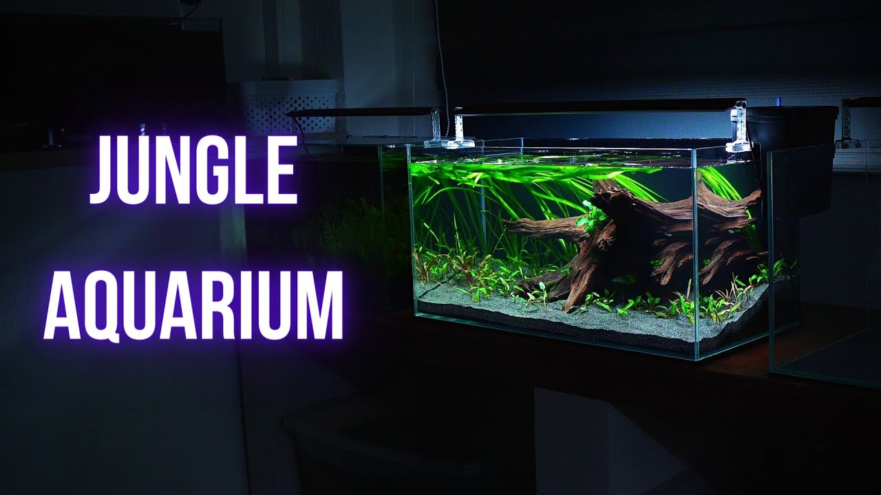 LOW TECH CRYPT JUNGLE AQUARIUM | Step by step AQUASCAPING TUTORIAL | EP1 JUNGLE AQUARIUM