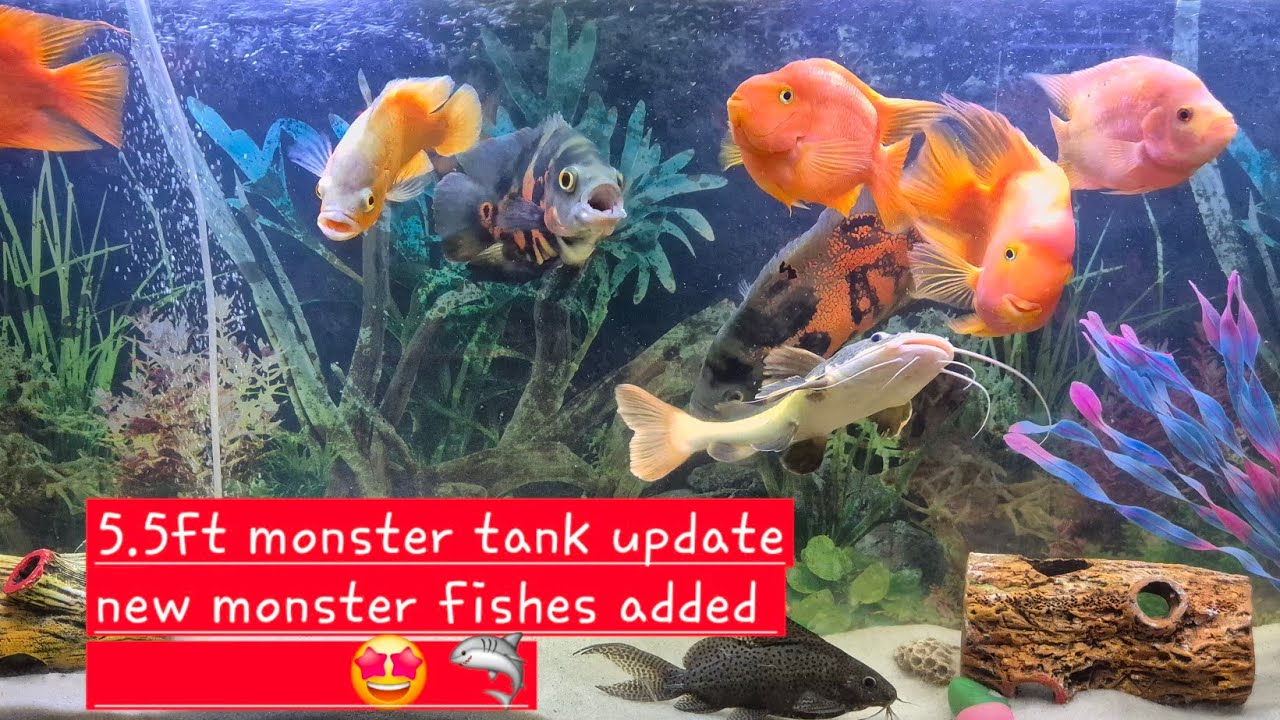5.5ft monster tank update 🤩 complete information | filter | food | aquarium size 