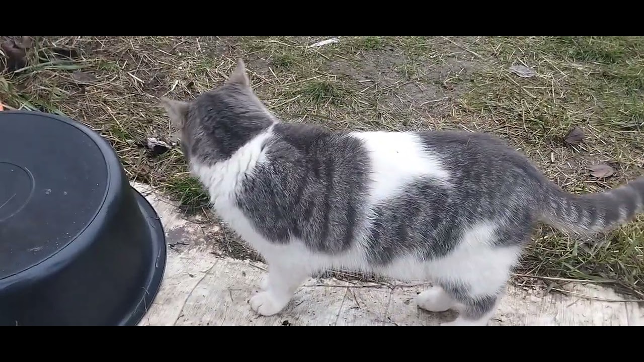 Кот Барсик прогулка на улице.