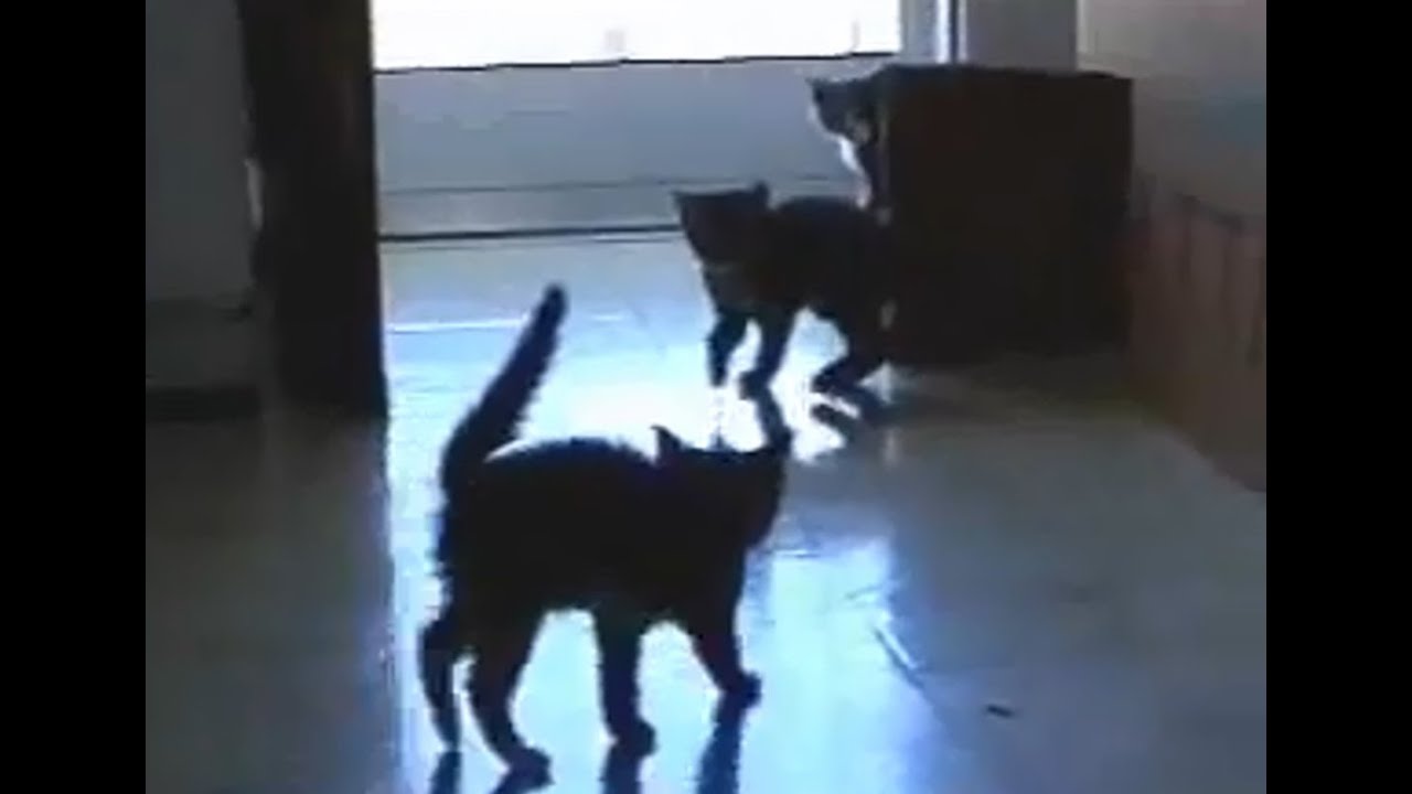 kitty play