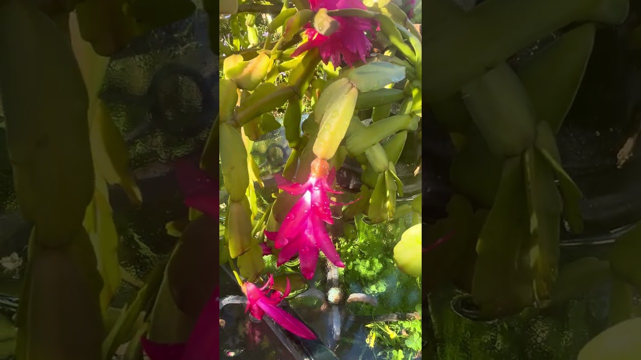 Iakinna’s garden in Colma 3/7/2026 #iakinnasgarden 