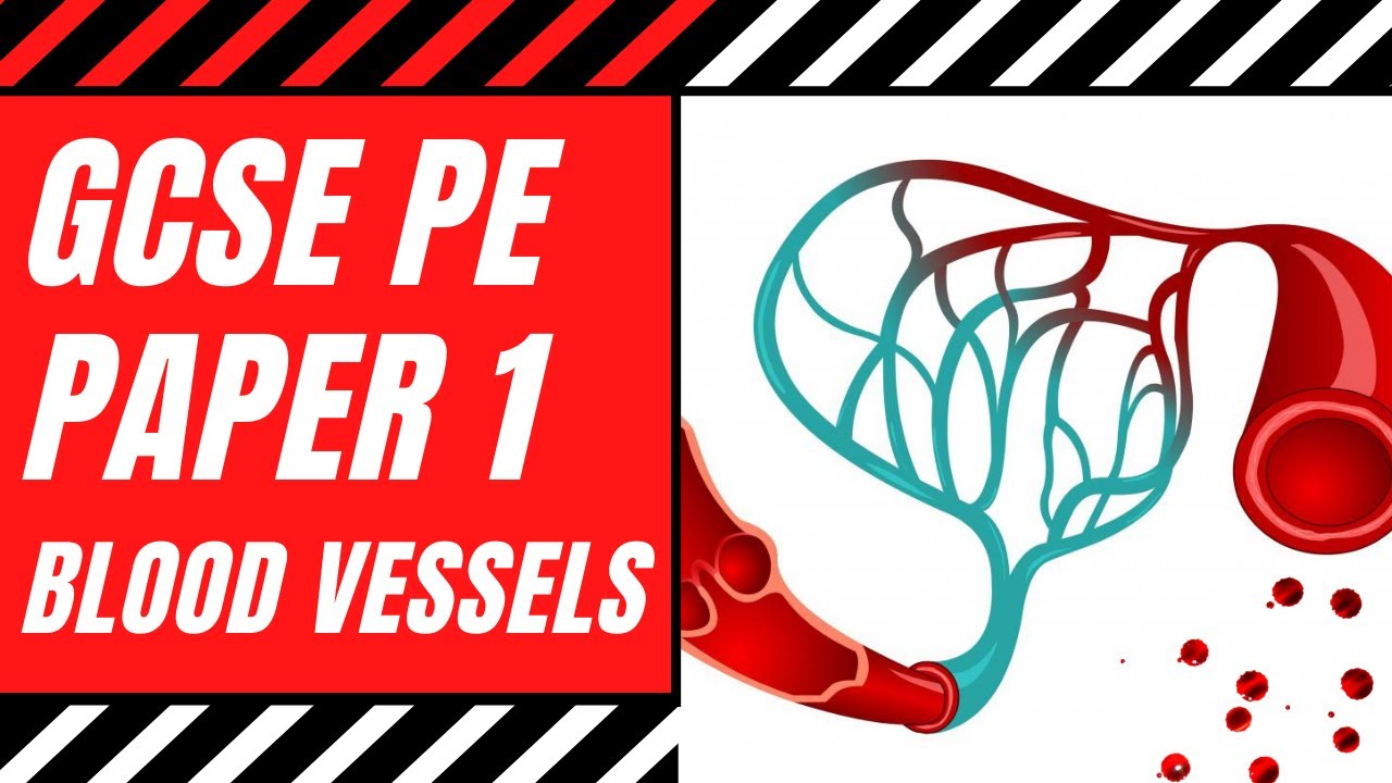 AQA GCSE PE: Blood Vessels | The Structure & Functions of Arteries, Veins & Capillaries | Paper 1