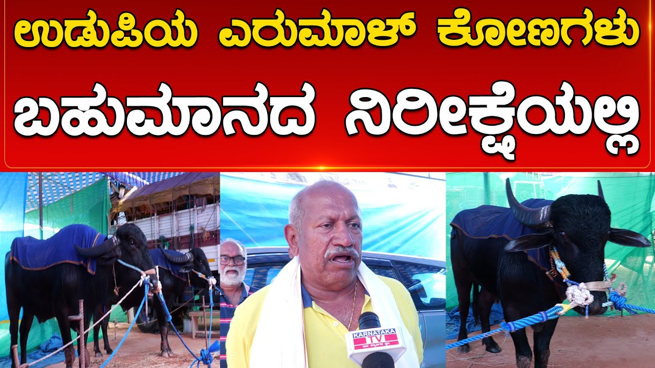 Udupi ಯ ಎರುಮಾಳ್ ಕೋಣಗಳು ಬಹುಮಾನದ ನಿರೀಕ್ಷೆಯಲ್ಲಿ | Karnataka TV