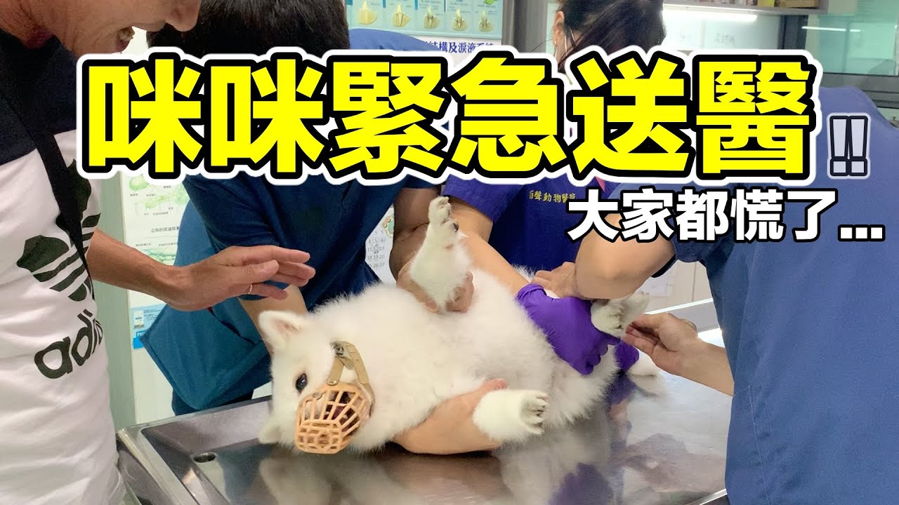 咪咪緊急送醫，驚見黑色分泌物！！！『大家都慌了』