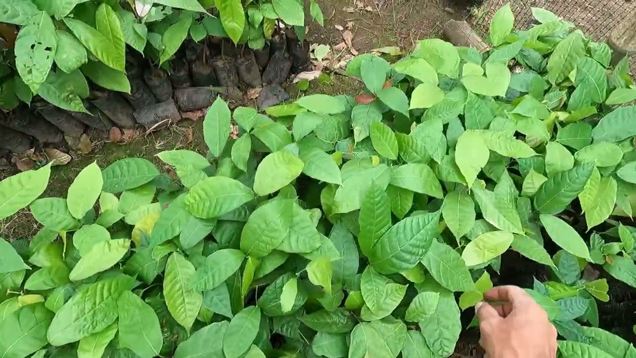 engrose en planta de cacao de 2 meses