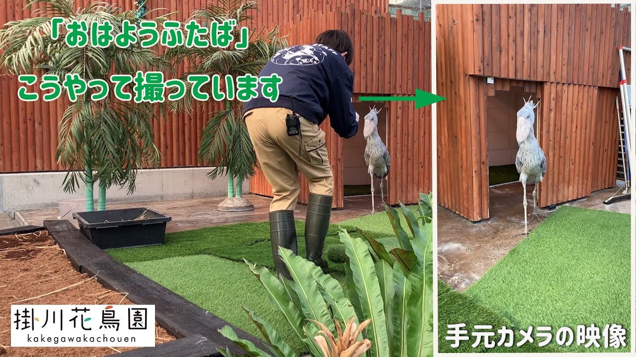 【掛川花鳥園公式】「おはようふたば」こうやって撮っています