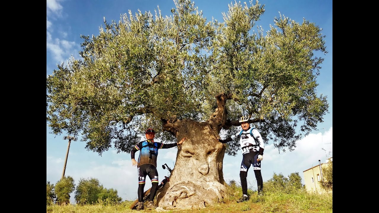 Gravina di Ginosa e l'Ulivo Pensante in MTB