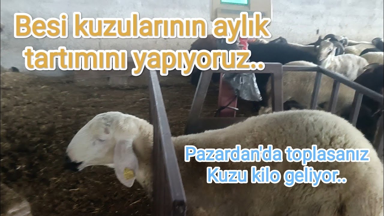 Besi kuzuları az yemle ne kadar kilo almışlar bakalım.. Kuzu tartimi..
