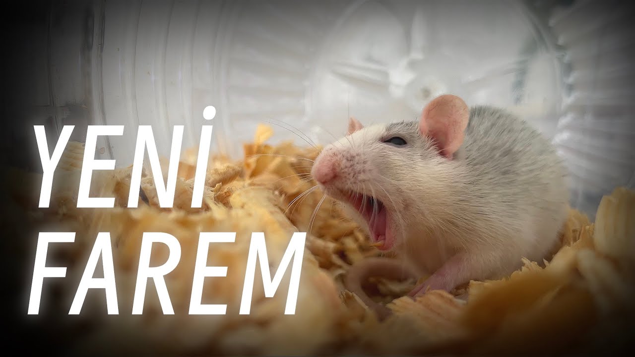 Fare Fobimi Yeniyorum! | Rat Faresi Beslemek