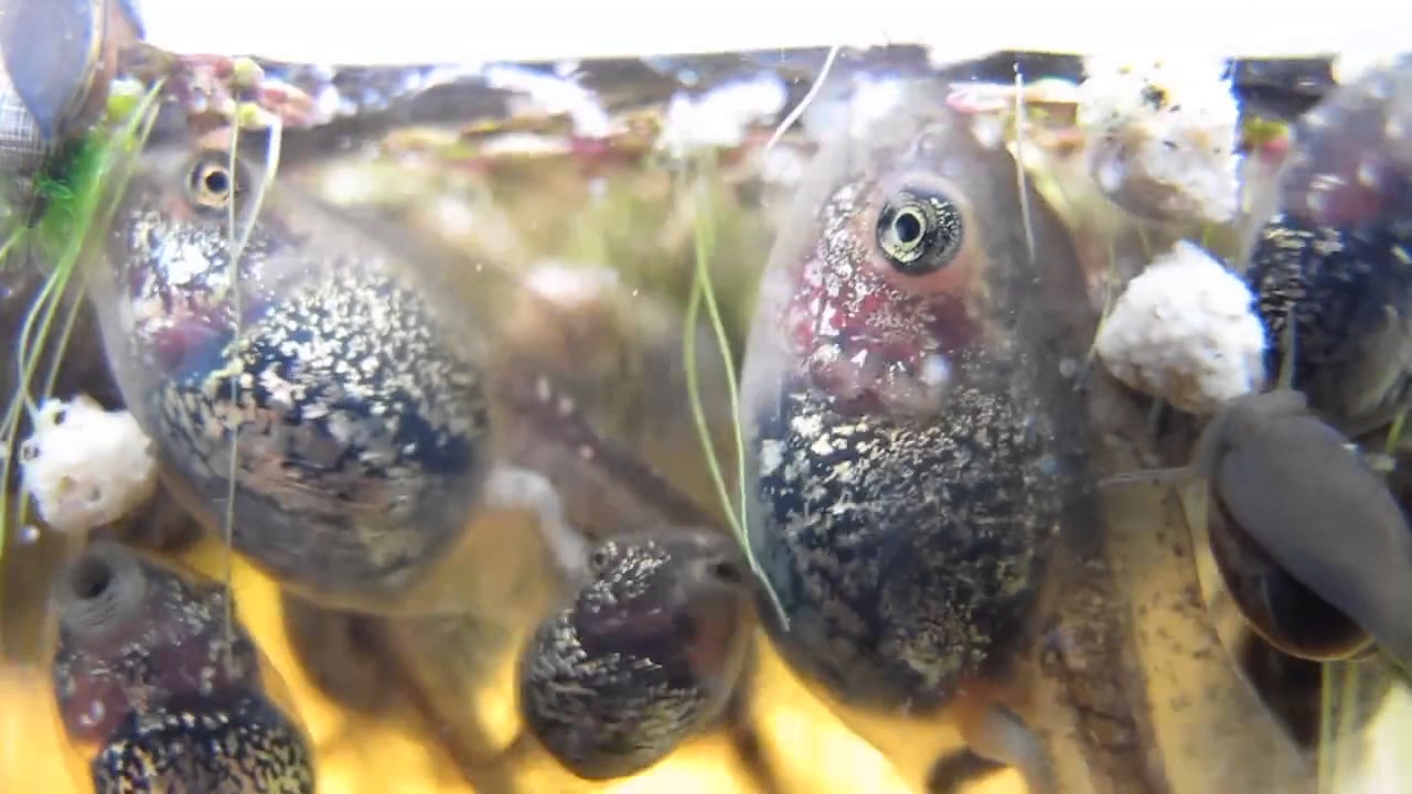 Tadpole Feeding Frenzy