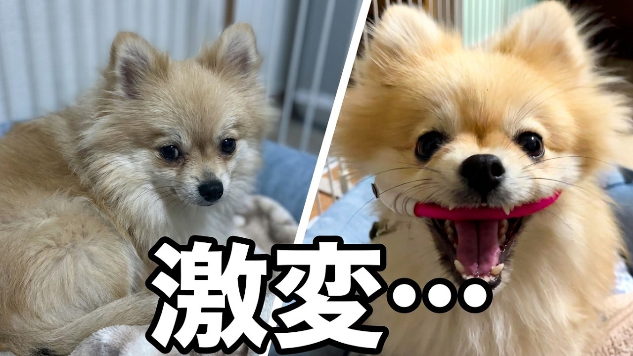 保護犬ポメラニアンの女の子をお迎えして3か月経った結果こうなりました…