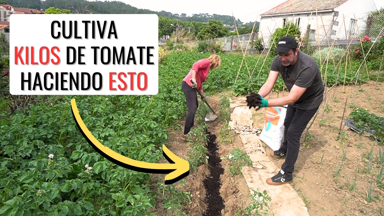👉HAZ ESTO PARA CULTIVAR MEJORES TOMATES 🍅: qué hacer después de plantar los #tomates  || en20metros