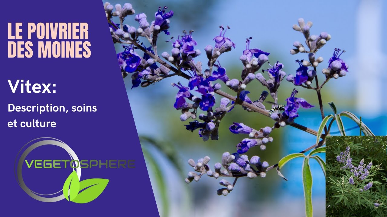 Le Vitex, encore appelé Poivrier des Moines, Gatillier , Arbre chaste