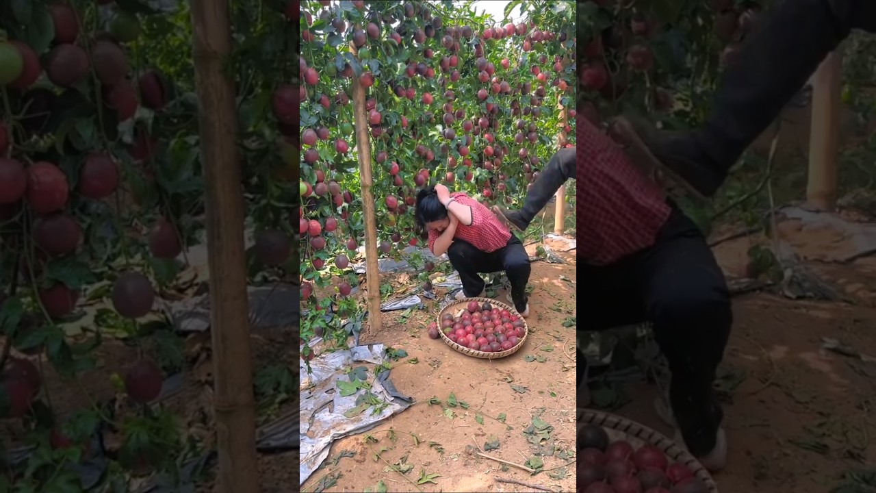 Amazing & Delicious Passion Fruit Harvesting | Fresh Fruit With Rural Farmer #shorts #youtubeshorts