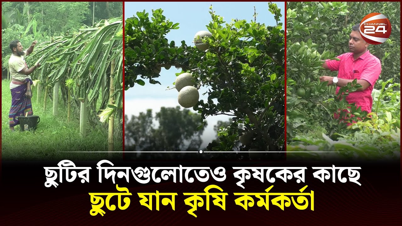 ছুটির দিনগুলোতেও কৃষকের কাছে ছুটে যান কৃষি কর্মকর্তা | Naogaon News | Channel 24