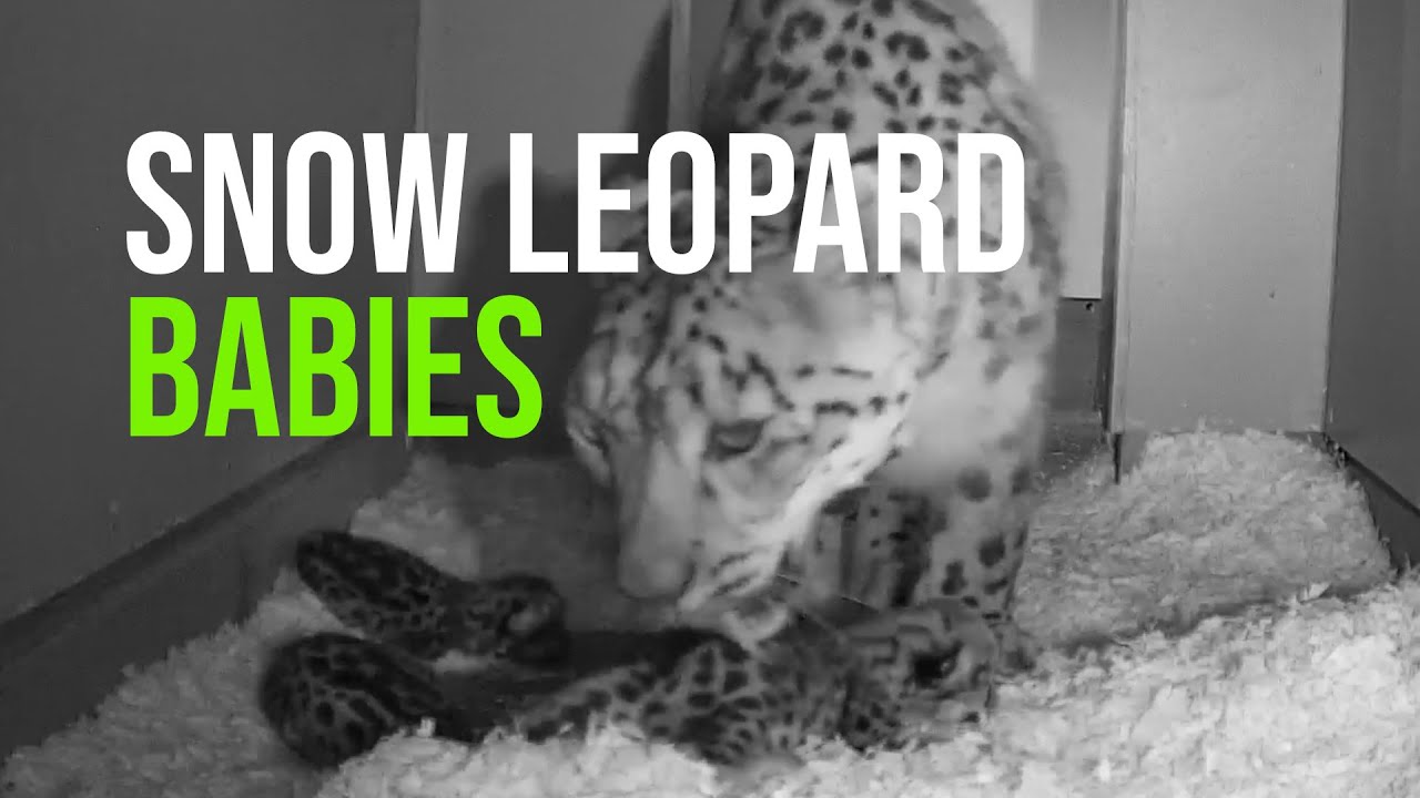 Pawsitively Precious: Zoo Welcomes Snow Leopard Cubs