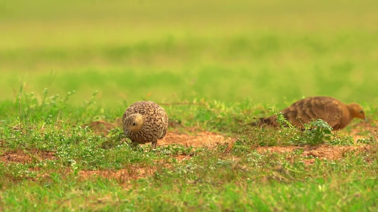 Chestnut Bellied Sandgrouse | Madhu Photography | Birds of Telangana | SRSP | Nizamabad |KBC 