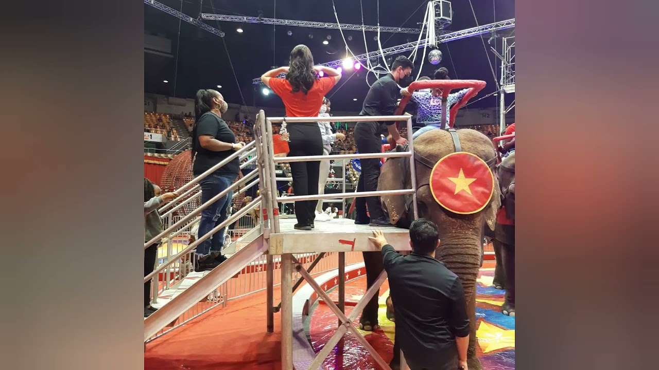 Carden International Circus 🎪 Spectacular