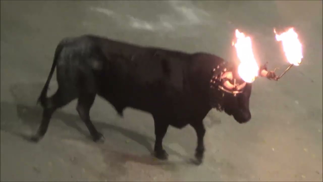 ALBENTOSA en TERUEL -  TORO DE SOGA  -  TORO EMBOLADO 2025