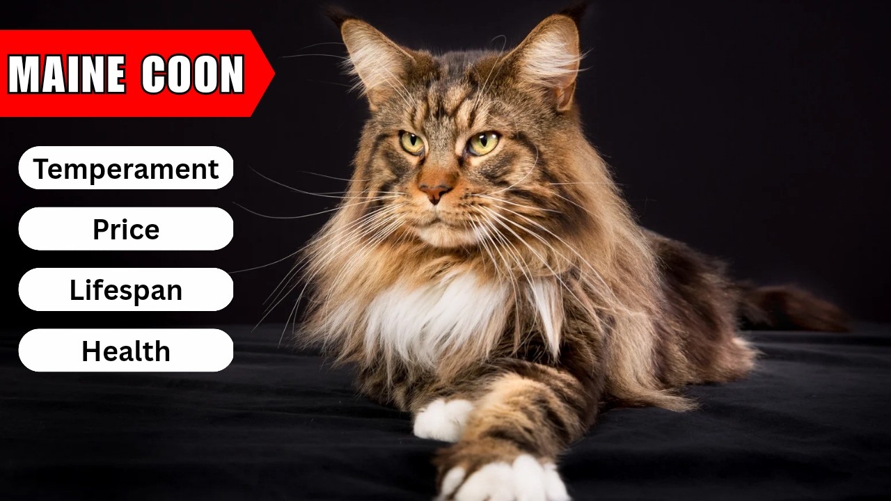 Maine Coon Cat | Temprament, Price, Lifespan & Health