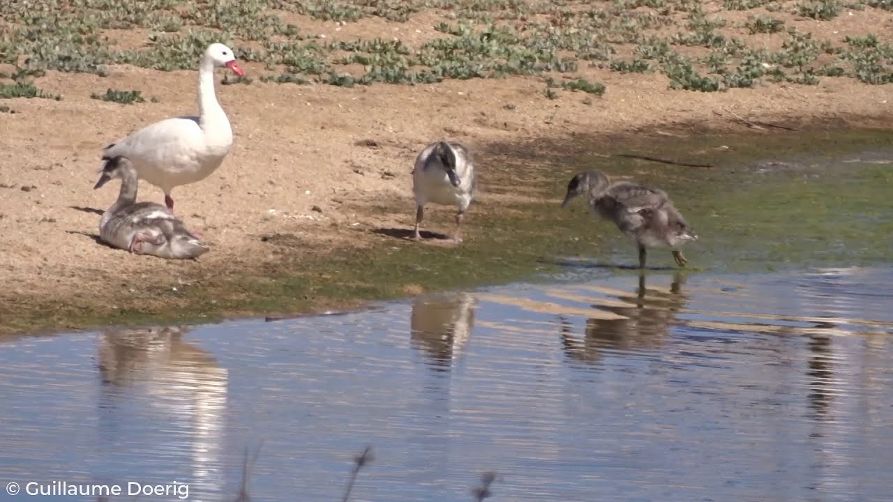 Coscoroba Swan (Coscoroba coscoroba) | Cisne coscoroba | Humedal El Membrillo, Valpara&iacute;so (CHILE)