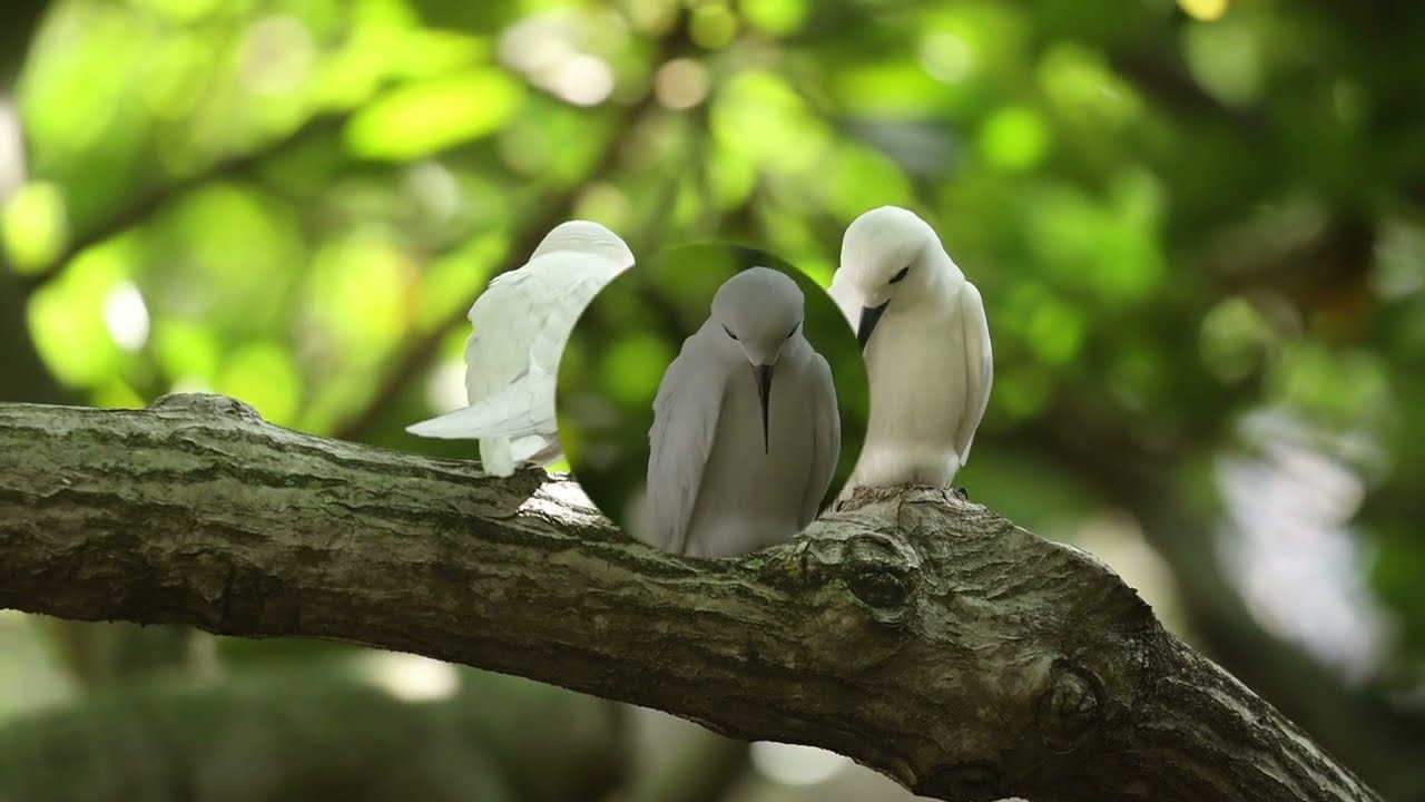 Laying Of The Egg by White Tern Love