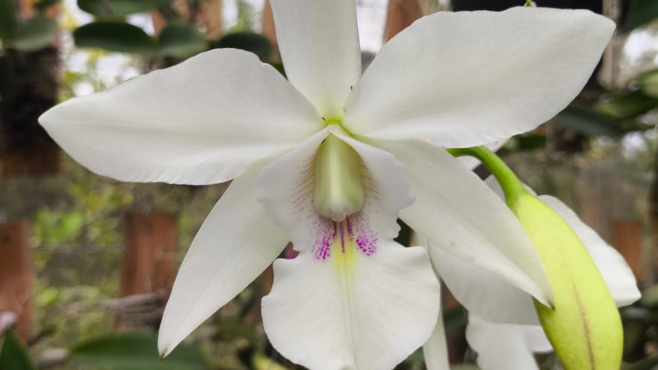 Algumas dicas de cultivo para suas orquídeas.