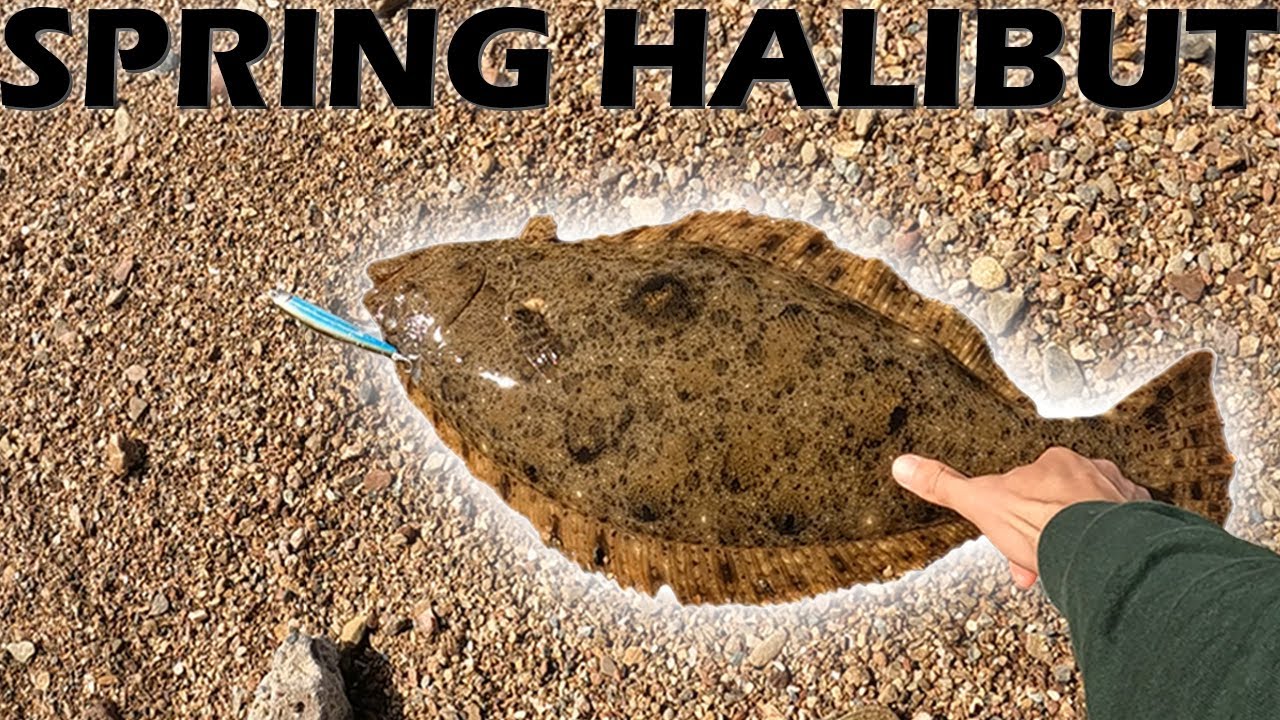 Surf fishing Catalina Island for BIG halibut & CATCH & COOK