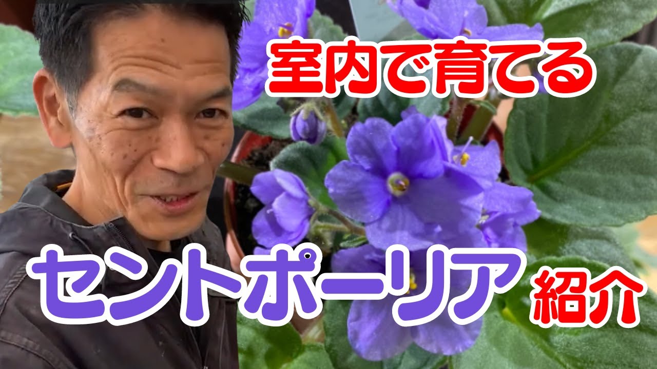【花物】セントポーリア商品紹介※10月25日Live切り抜き