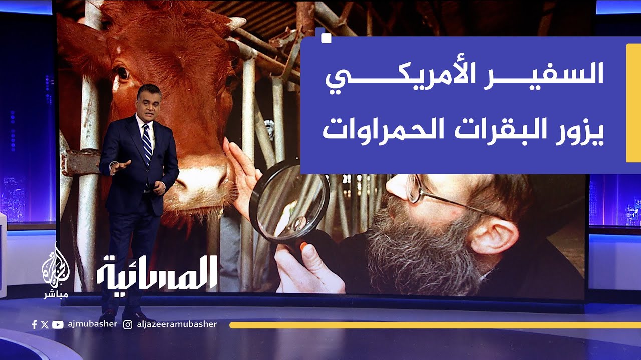 السفير الأمريكي لدى إسرائيل يزور خمس بقرات حمراوات.. ما القصة؟