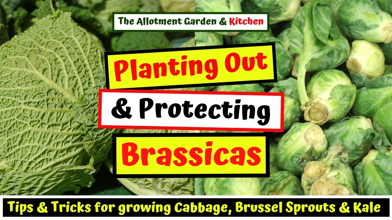 Planting Out and Protecting Cabbage, Kale and Brussel Sprouts - Essential Tips for SUCCESS #78