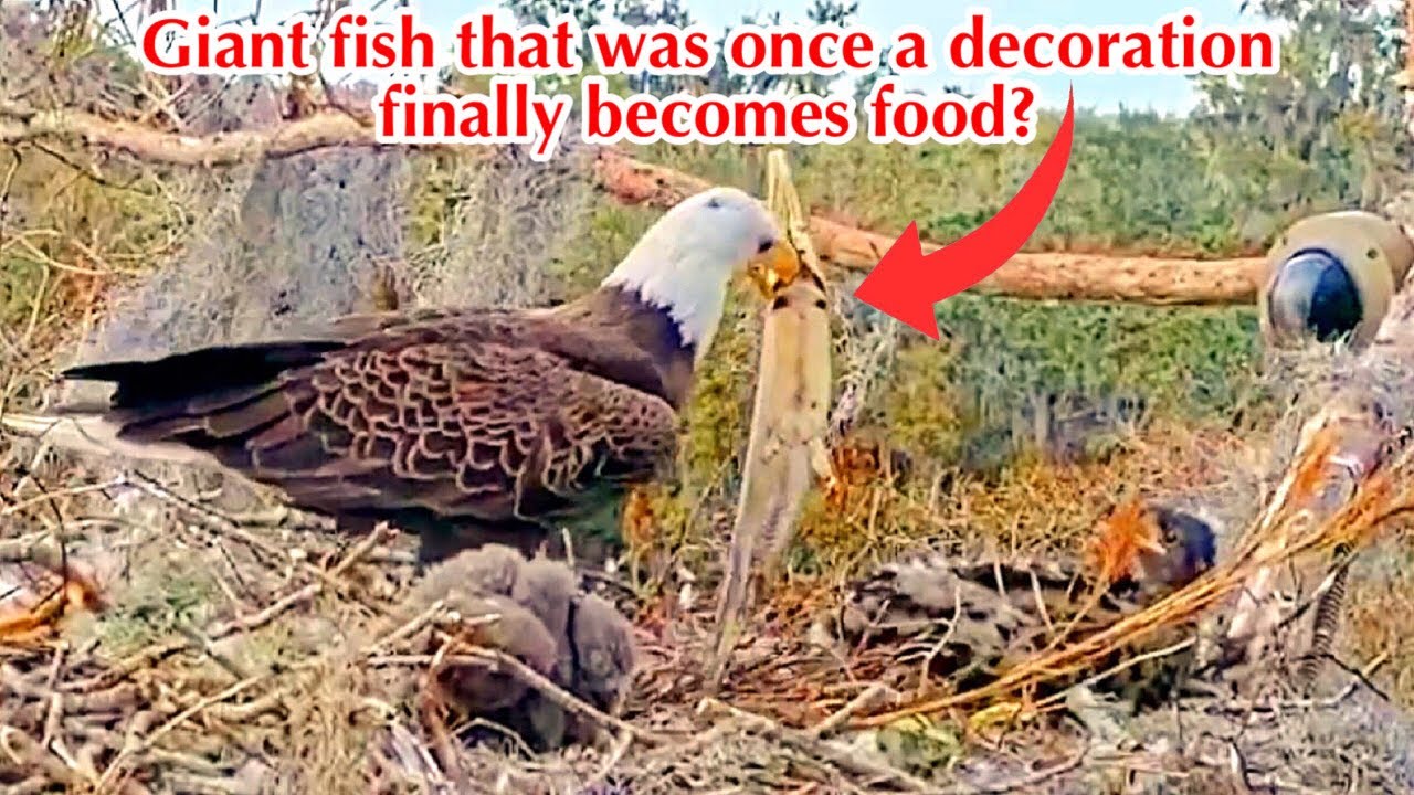 #248🦅🐥36°🐥31°／Winter Park Eagle Nest 2026／Against All Odds:One-Eyed Mom／Wink💗Atlas
