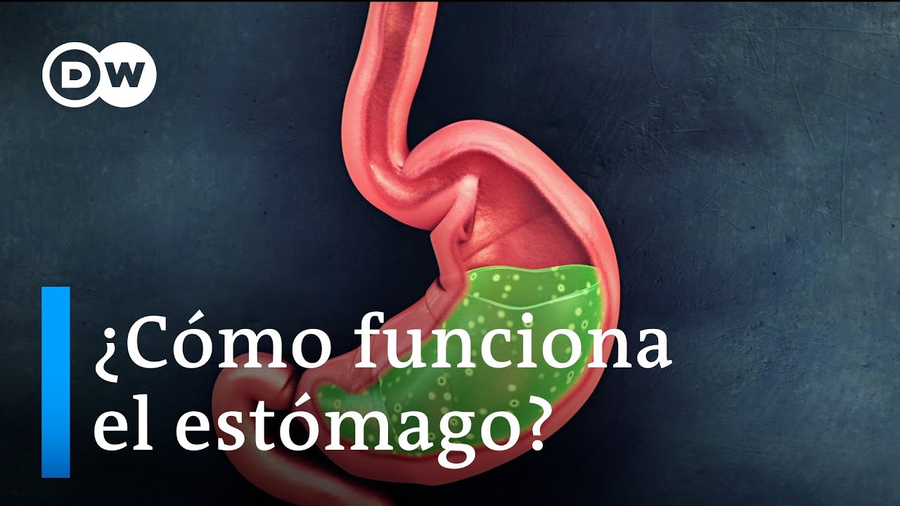 ¿Cómo funciona el estómago?