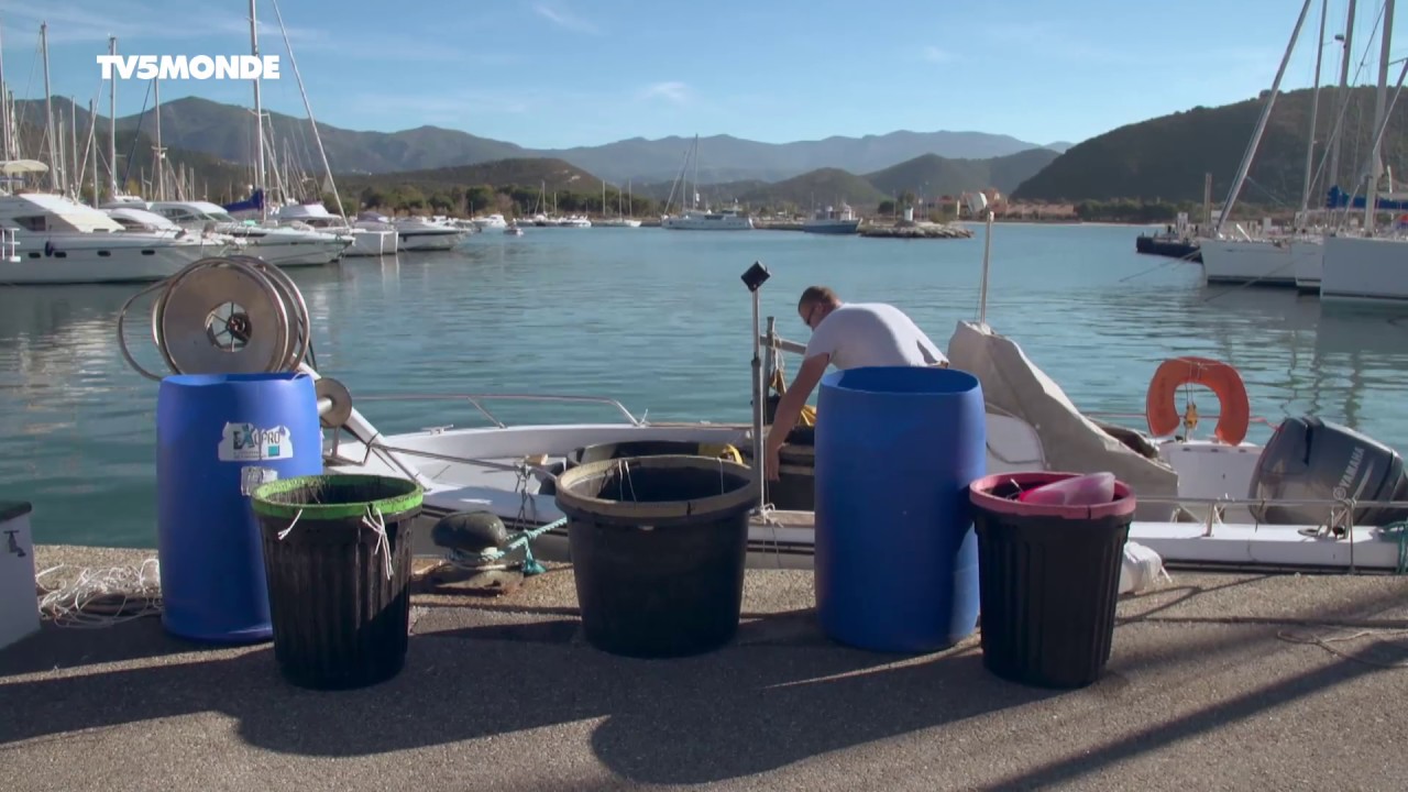 Épicerie fine : Denti et cédrat du Cap Corse