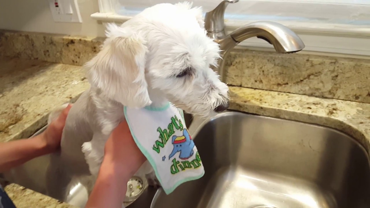 Using the Waterpik on your dog's teeth, for fighting gum disease in dogs