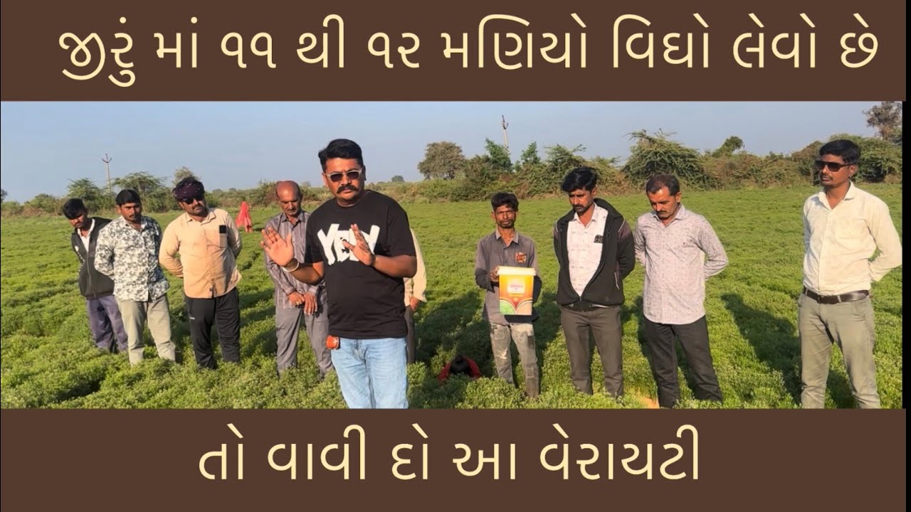 જીરું માં વધુ ઉત્પાદન આપતી જાત સાવન-૦૯ | jirama vadhu utpadan mate savan -09 