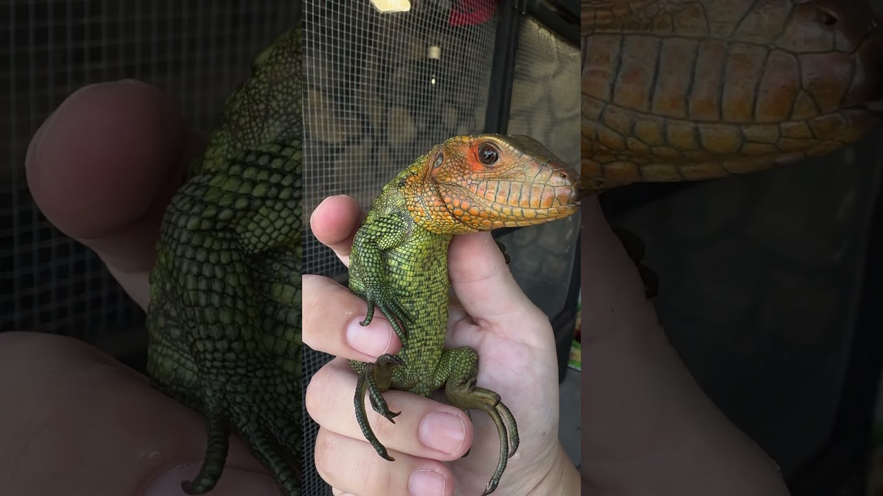 Caiman Lizard &ldquo;Dracaena Guianensis&rdquo; #reptiles #lizard #petlover #petsilvestre