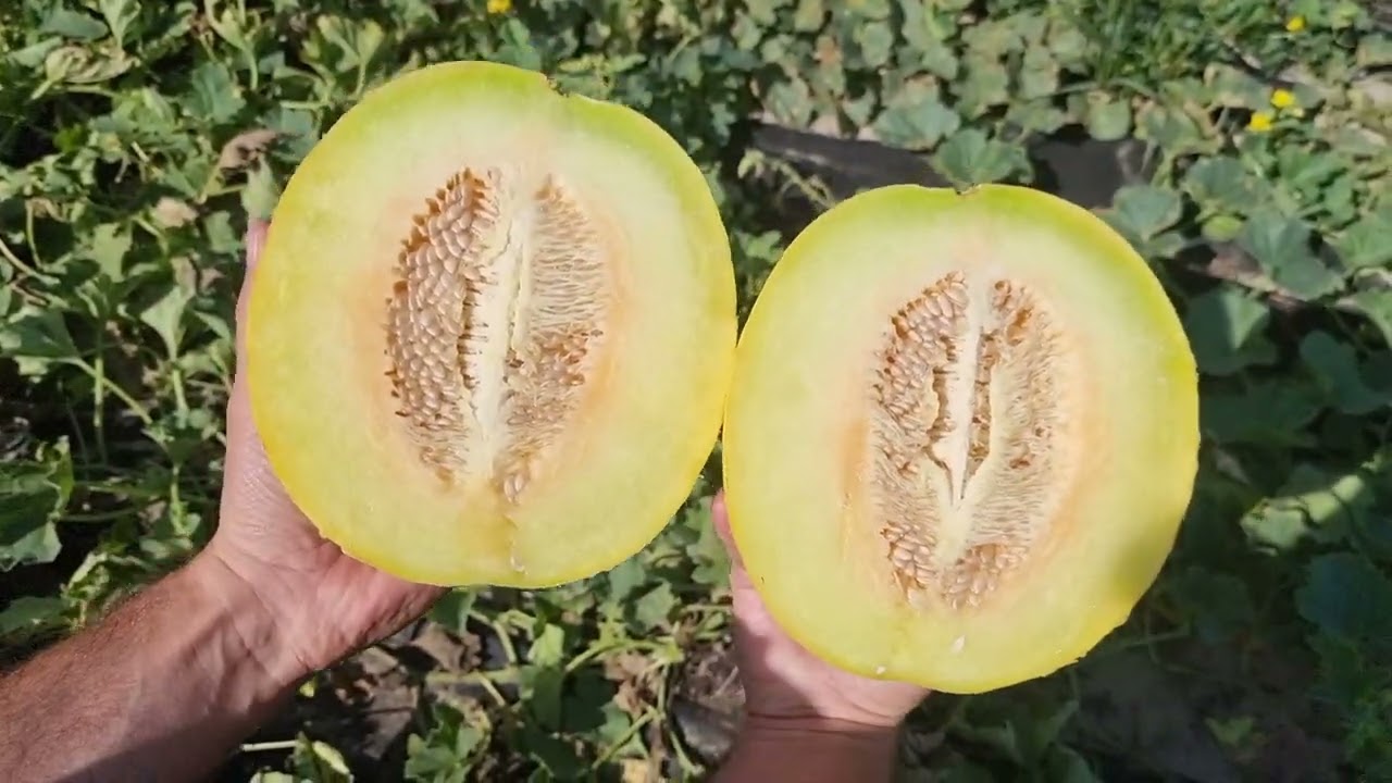 Melon odmiany Seledyn F1