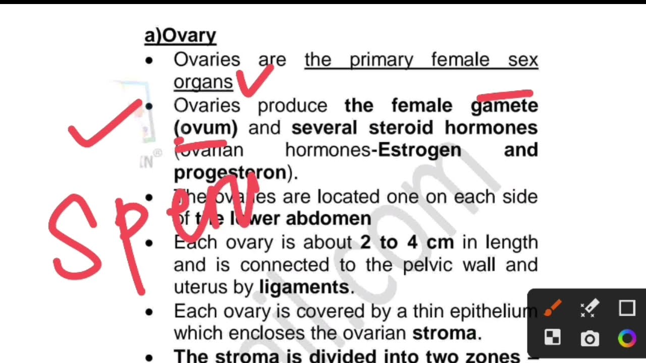 Class 12th  Human Reproduction||+2 2nd Year Zoology Chapter|| Female Reproductive System