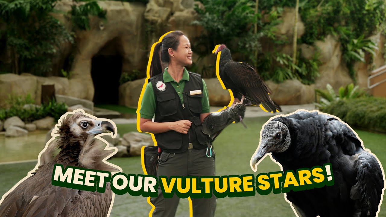 Meet our majestic stars from Predators on Wings presentation at Bird Paradise!