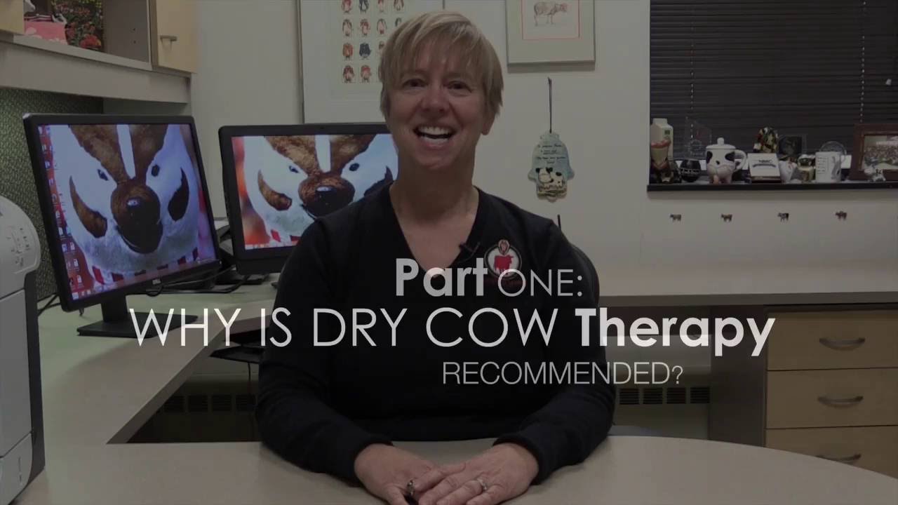 Why is Antibiotic Dry Cow Therapy Used?