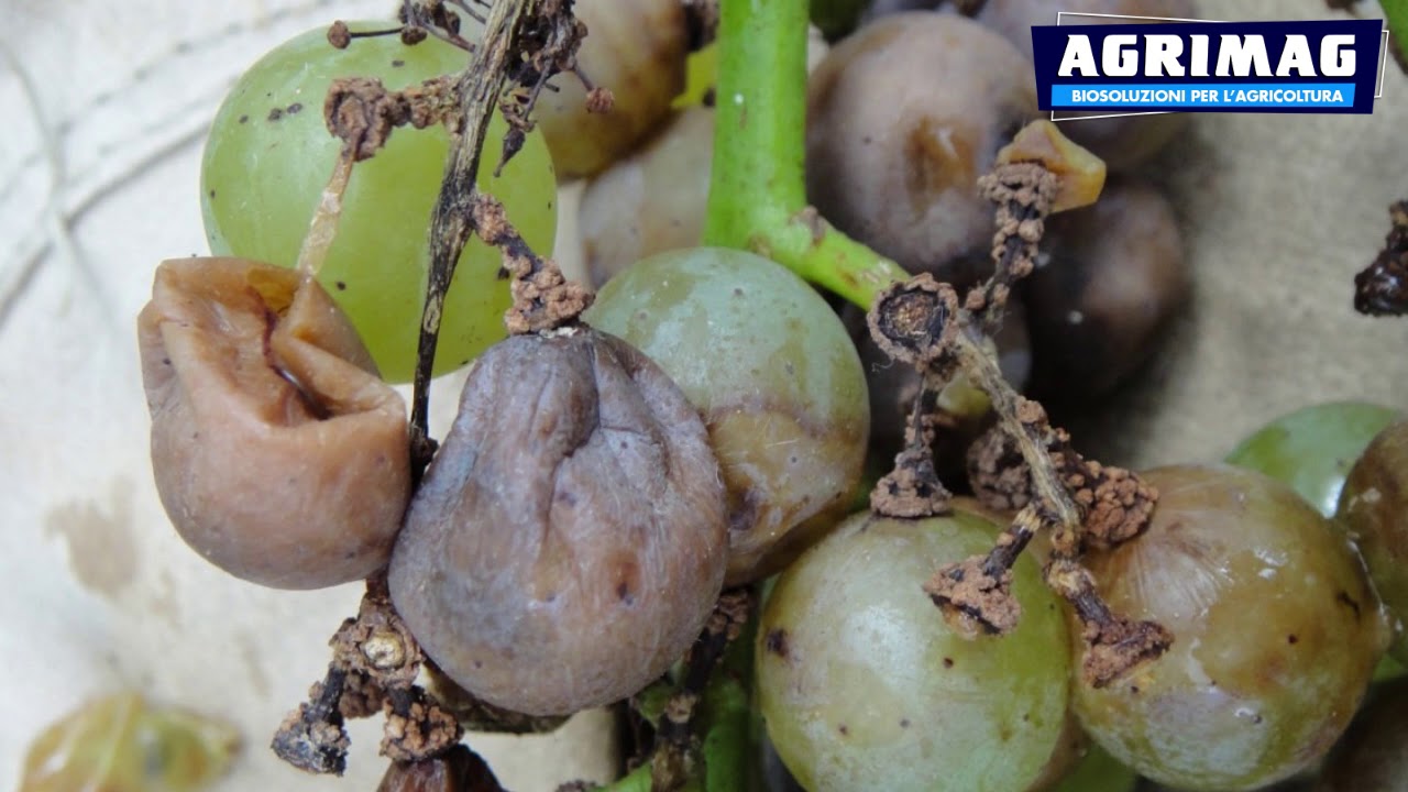 Agrimag | Escoriosi della vite (Phomopsis viticola)
