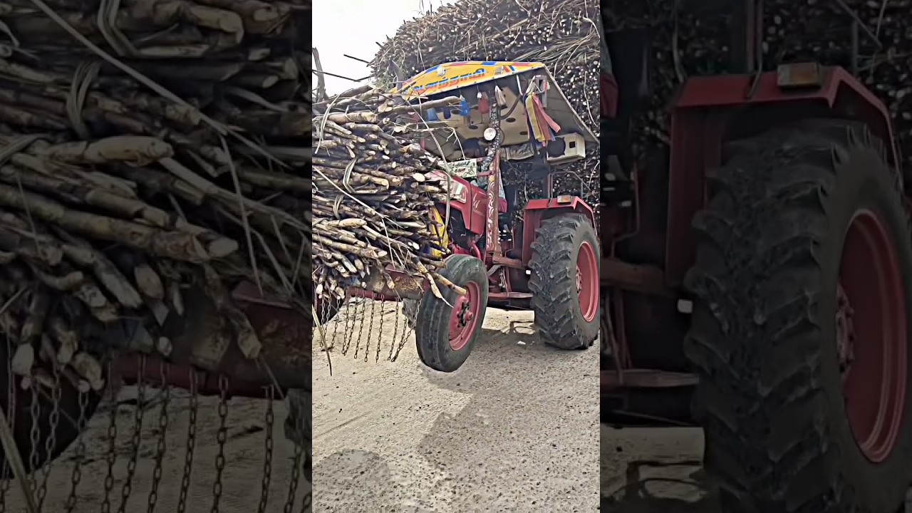 Mass 🔥 driving 🔥 Wheeling tractor 🥵 Mahindra 🔥 king 💯 sugarcane load 💥⚔️#wheeling #tractor #agri