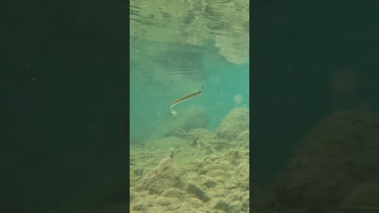 KEITECH Swing Impact 4