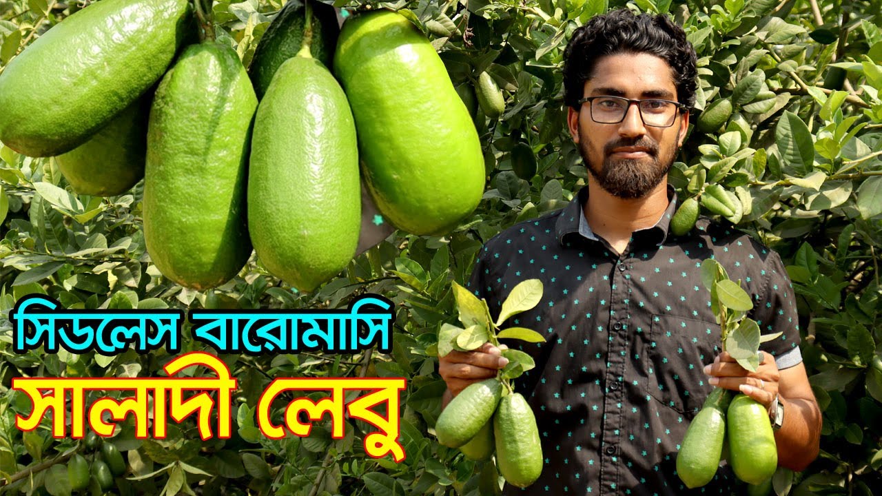 বারোমাসি সিডলেস সালাদী লেবু চাষ ঝিনাইদহে | উদ্যোক্তার খোঁজে