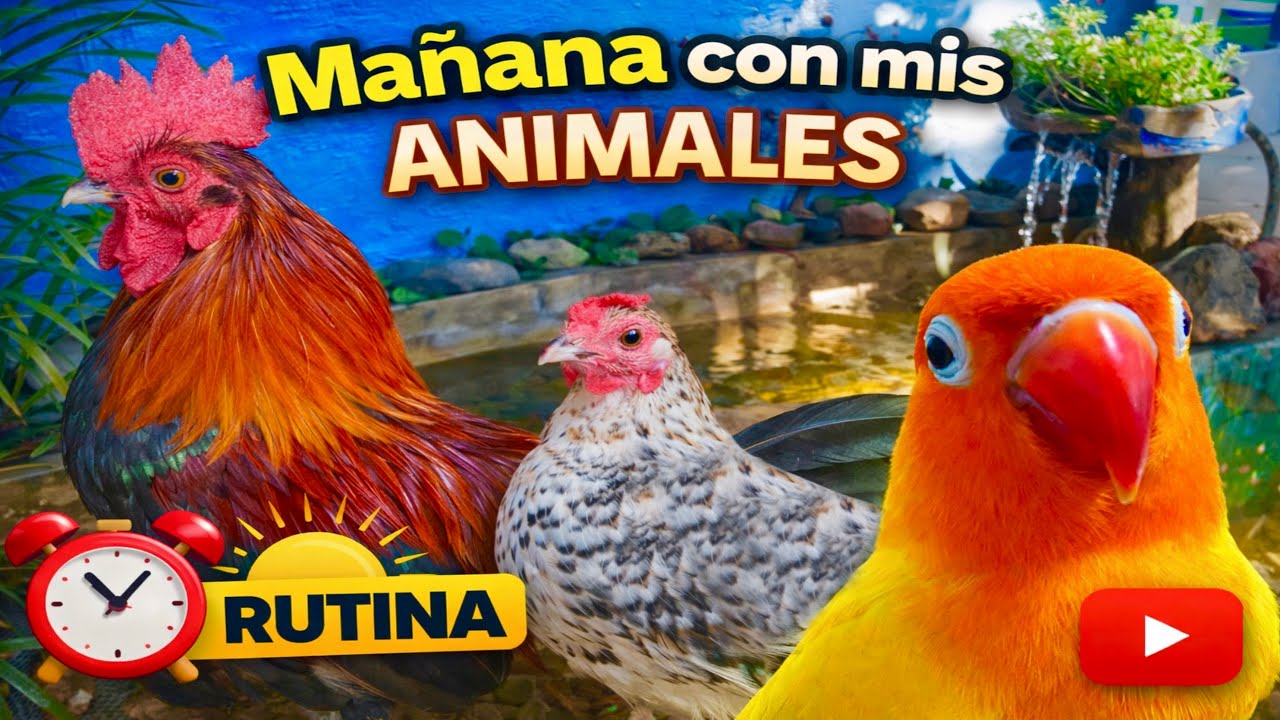 Hago esto cada mañana con mis animales (y funciona)