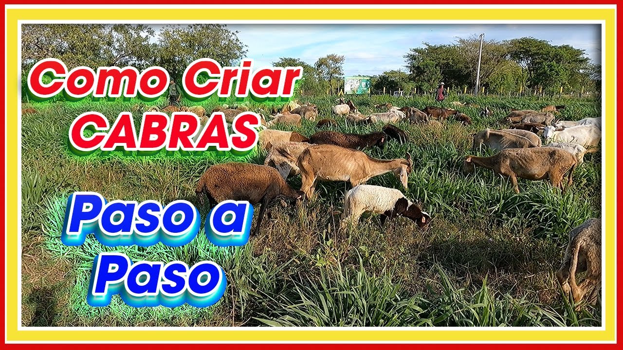 C&oacute;mo CRIAR Cabras PASO a PASO ǀ Ing. Jannin Hern&aacute;ndez Bland&oacute;n MSc