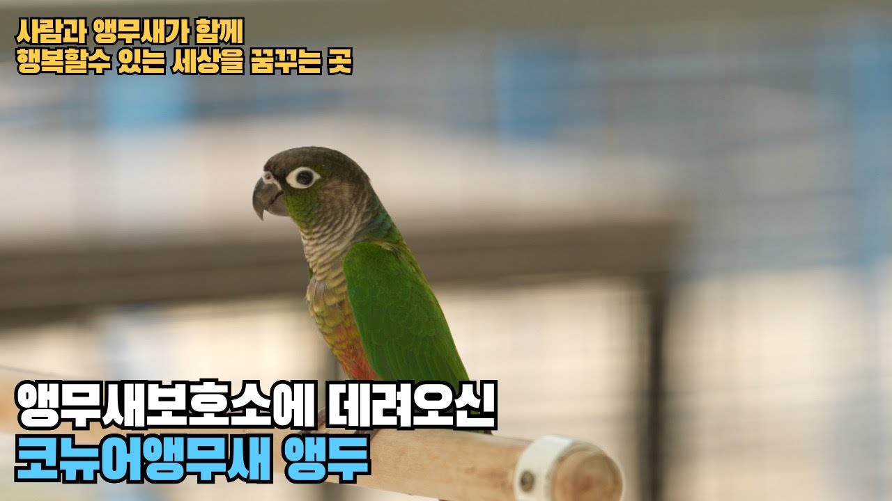 코뉴어앵무새앵두의사연 #앵무새보호소 #대구앵무새농장